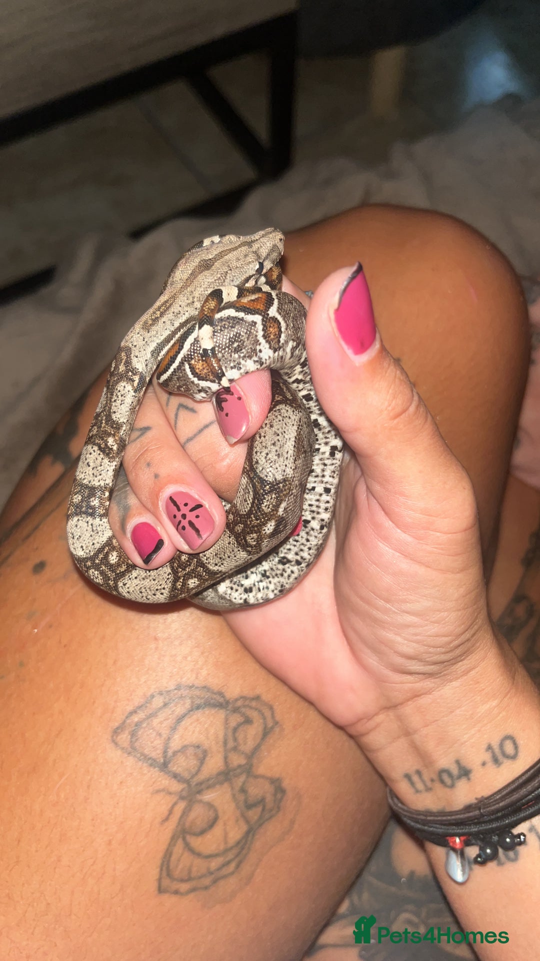 Boa Snake reptiles for sale: Female baby boa constrictor  - Image 2