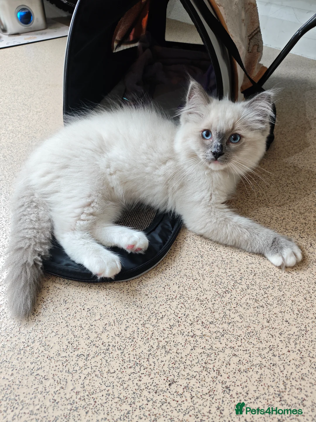 Ragdoll cats for sale: Male Ragdoll 16 weeks in Derby - Advert 1
