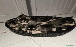 Pomsky dogs for sale: Beautiful F4 blue eyed Pomsky puppies  - Image 9