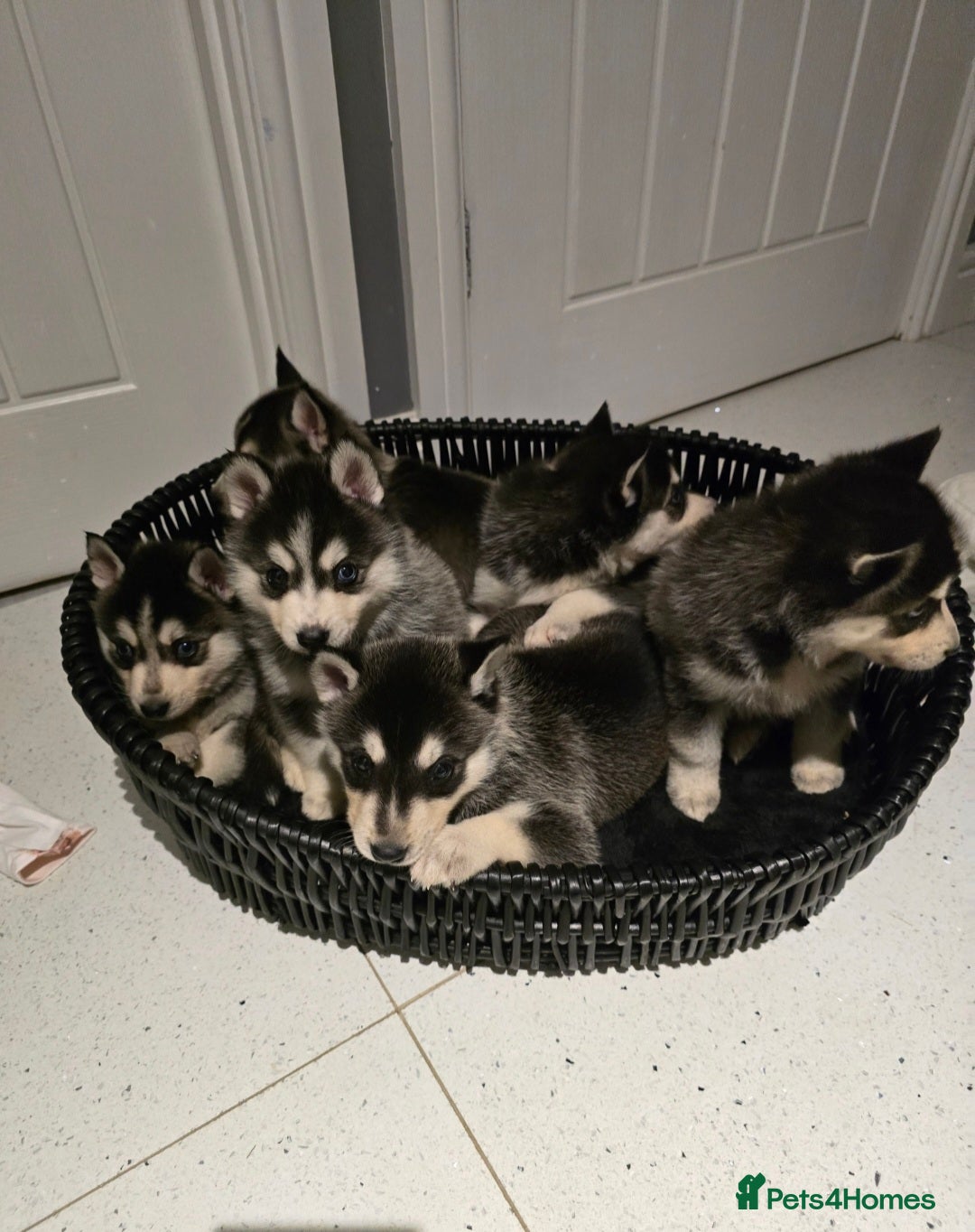 Pomsky dogs for sale: Beautiful F4 blue eyed Pomsky puppies  - Image 9