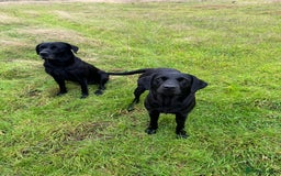 Labrador Retriever dogs for sale: KC registered working line- health tested parents  - Image 7