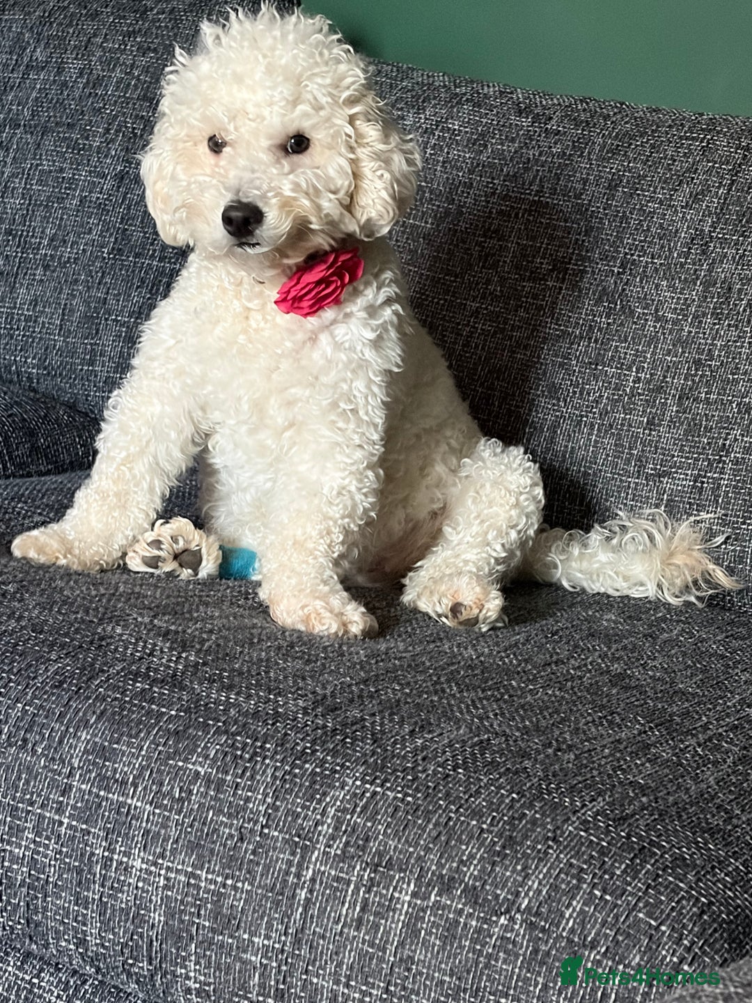 Poochon dogs for sale: Miniature Poochon puppies ready mid February - Advert 12