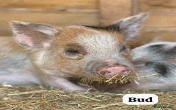 Pig livestock for sale: Just 2 Irresistible Mini Pigs left !  in Colchester - Image 8