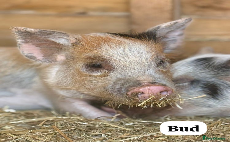 Pig livestock in Colchester - Advert 1