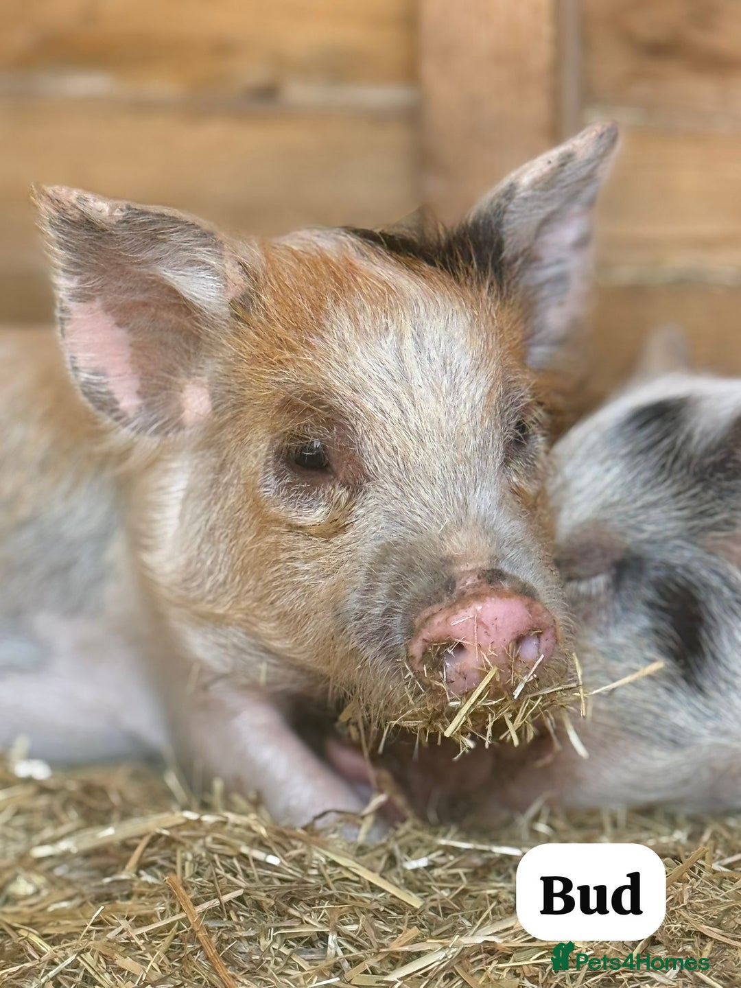 Pig livestock for sale: Just 2 Irresistible Mini Pigs left !  in Colchester - Image 8