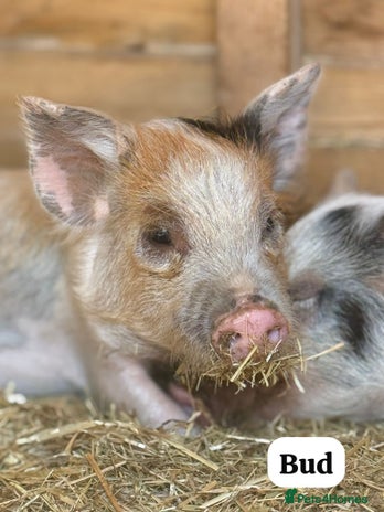 Pig livestock in Colchester - Advert 3
