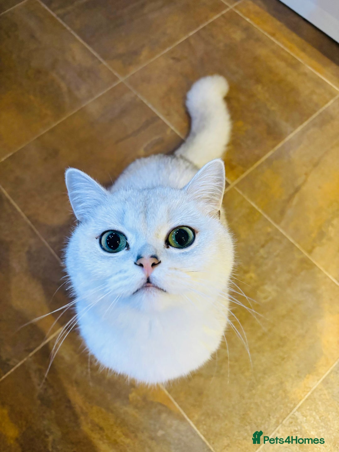 British Shorthair cats for sale: White British short hair in Wellingborough - Image 1