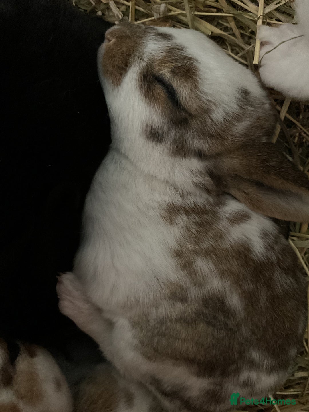 Rex rabbits for sale: Friendly velvety rex rabbits for sale - Image 13
