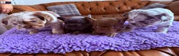 French Bulldog dogs for sale: French bulldog puppy’s  - Advert 9