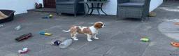 Cavalier King Charles Spaniel dogs for sale: Cavalier King Charles Spaniel Puppies  - Advert 7