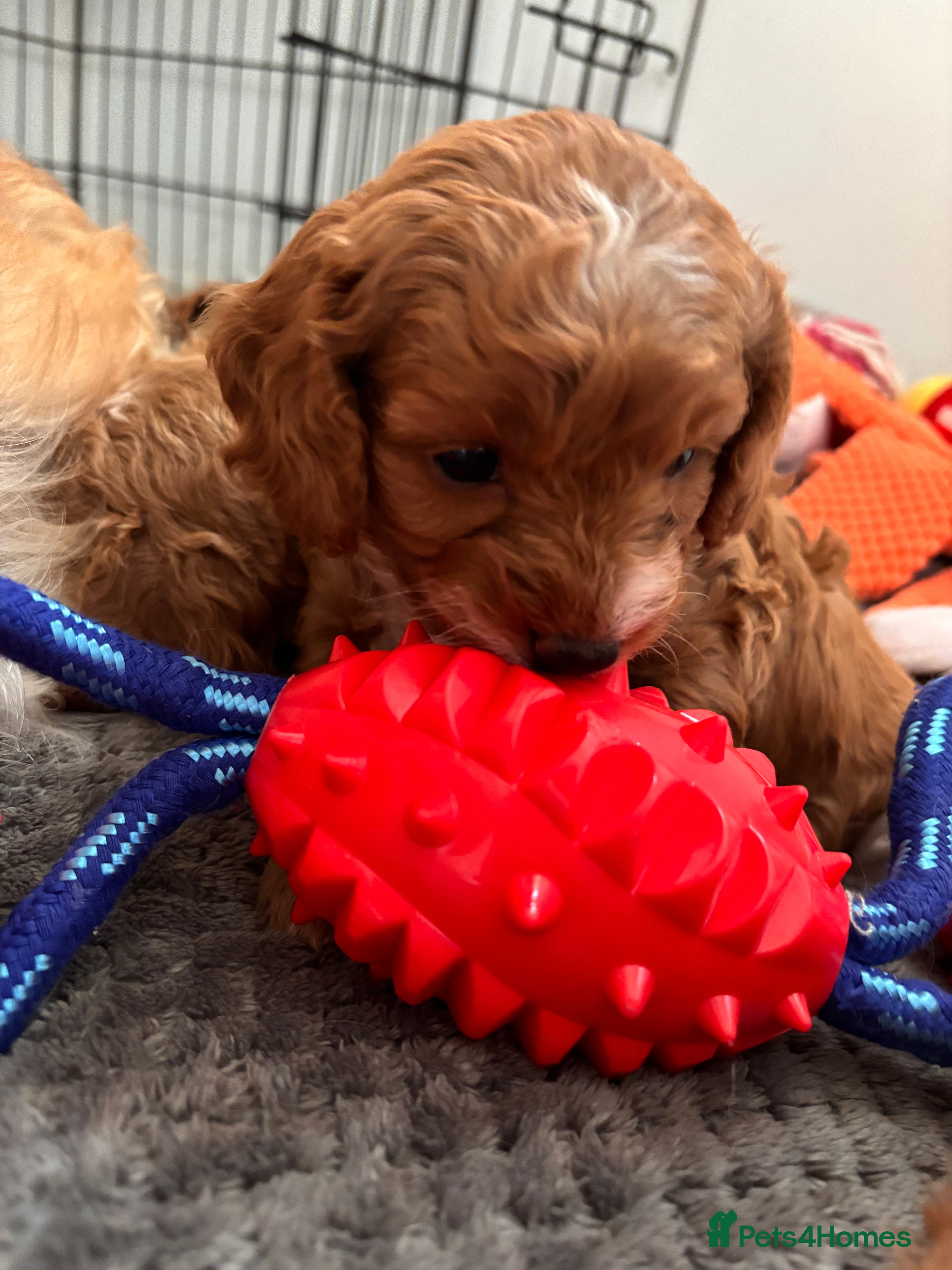 Cavapoochon dogs Cavapoochon Puppies for Sale - Advert 2