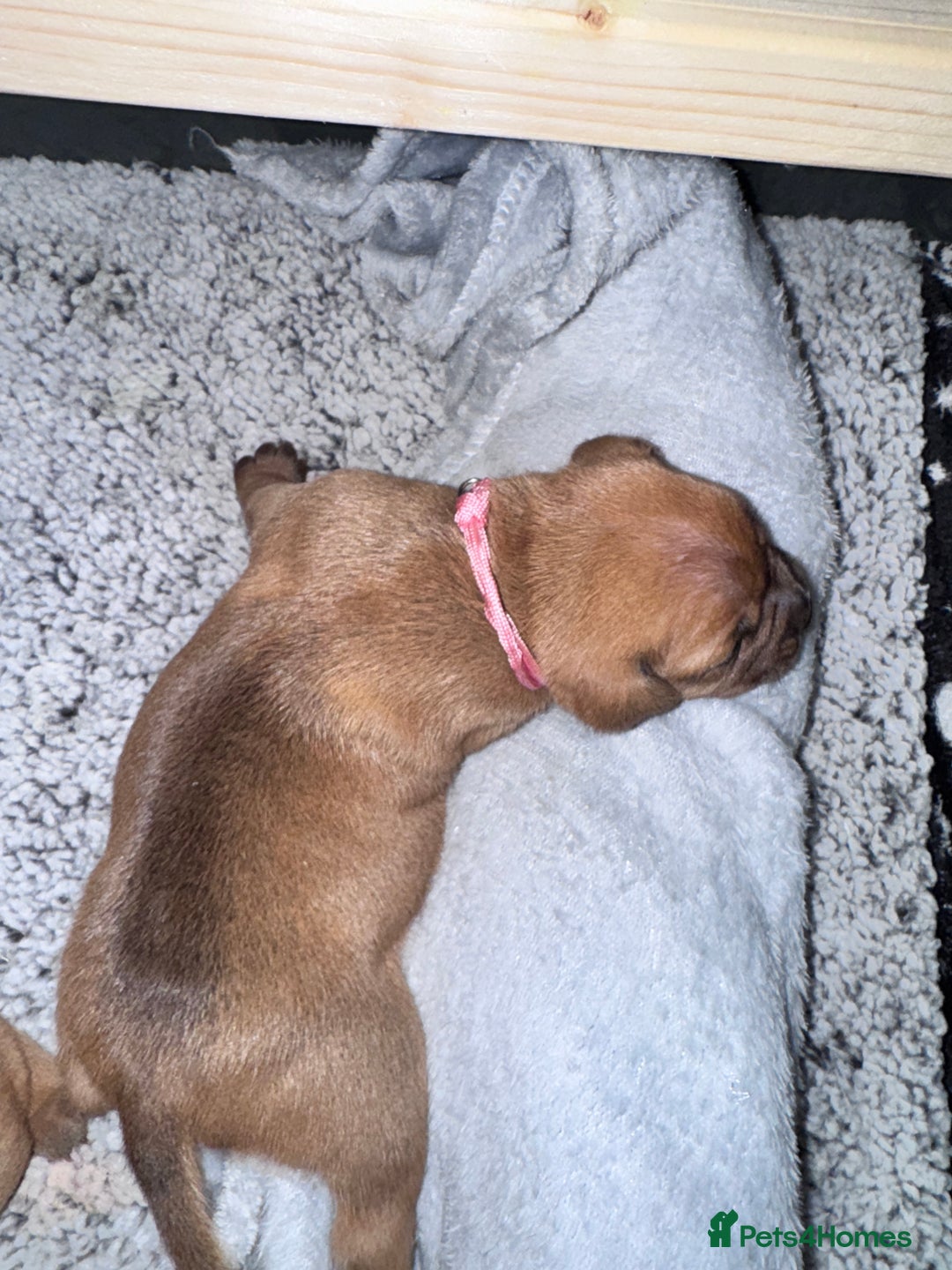 Staffordshire Bull Terrier dogs for sale: Beautiful litter of red staffy pups - Advert 13