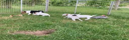 Jack Russell dogs for sale: Jack Russell puppies - Advert 3
