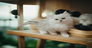 Persian cats - Advert 2