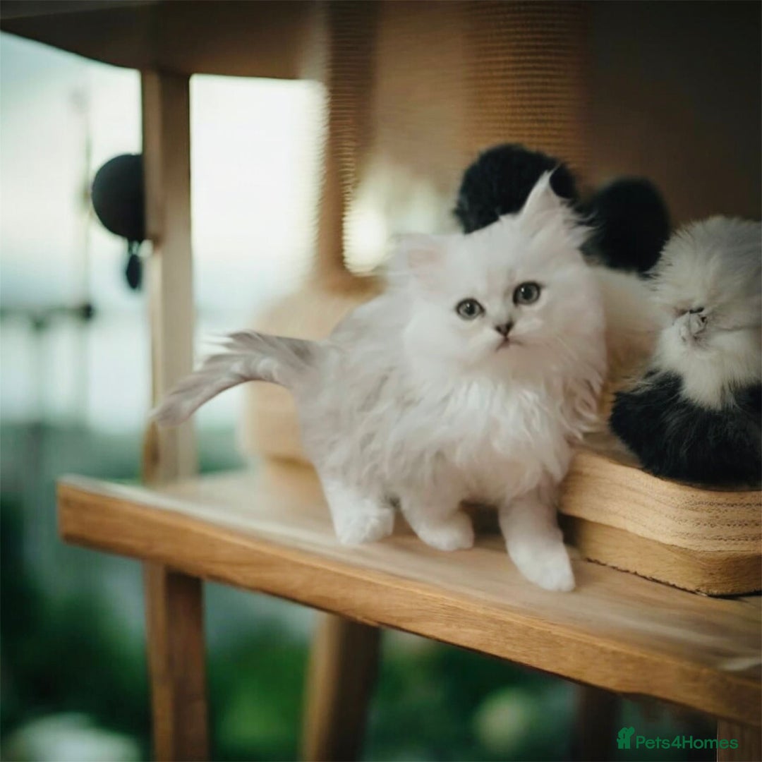 Persian cats for sale: Lucky Baby Boy💙 - Image 2