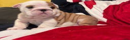English Bulldog dogs for sale: ONE BEAUTIFUL BOY AVAILABLE  - Advert 3