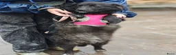 Mixed Breed dogs for adoption: ❤️🐶 YUKI & FIFI – TWO HEARTS, ONE LITTLE TEAM in Burton-on-Trent - Advert 25