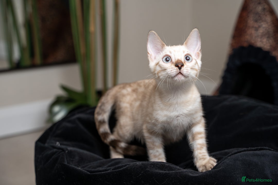 Bengal cats for sale: Frankie-Stunning Snow Bengal-TICA-Available now! - Image 8