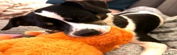 Mixed Breed dogs for sale: Gorgeous little girl in need of a forever home - Advert 20
