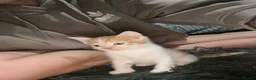 Mixed Breed cats for sale: Beautiful ginger and white kittens  in Ashford - Advert 1
