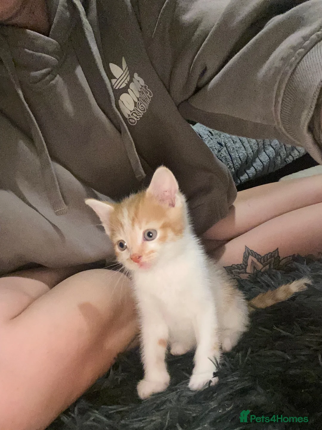 Mixed Breed cats for sale: Beautiful ginger and white kittens  in Ashford - Advert 1