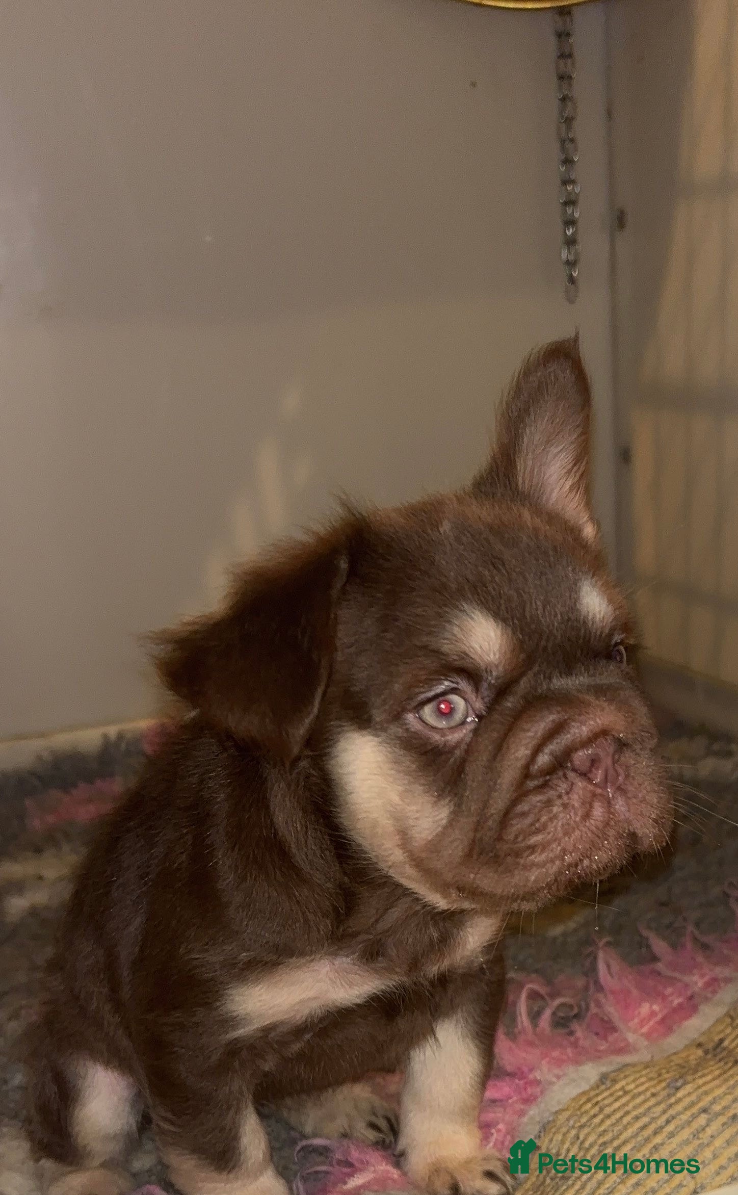 French Bulldog dogs Fluffy French bulldog - Advert 2