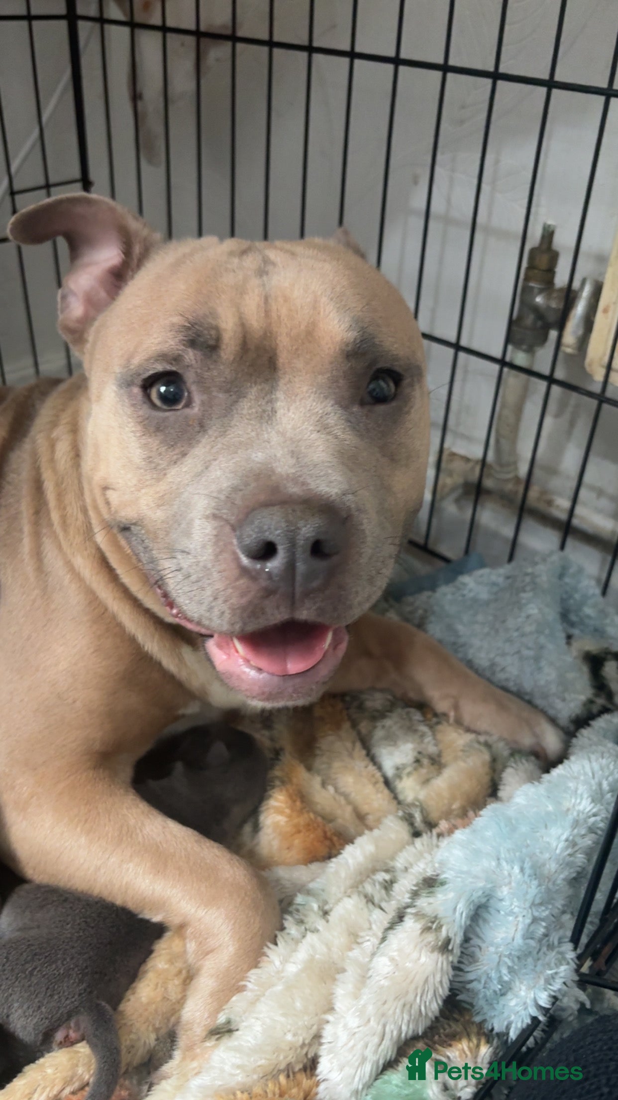 Mixed Breed dogs Pocket bully cross old English bulldog puppies  - Advert 1