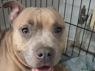 Mixed Breed dogs Pocket bully cross old English bulldog puppies - Advert 7