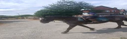Connemara horses for sale: Irish Connie cob family pony - Advert 5