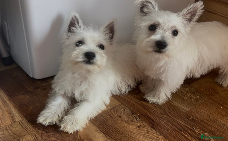 West Highland Terrier dogs - Advert 3