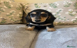 Miniature Dachshund dogs for sale: READY NOW Miniature long hair dachshund  - Image 24