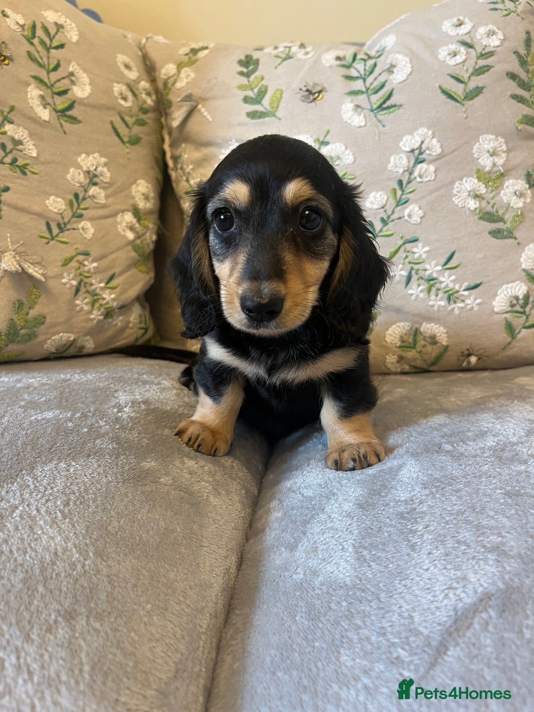 Miniature Dachshund dogs for sale: READY NOW Miniature long hair dachshund  - Image 24