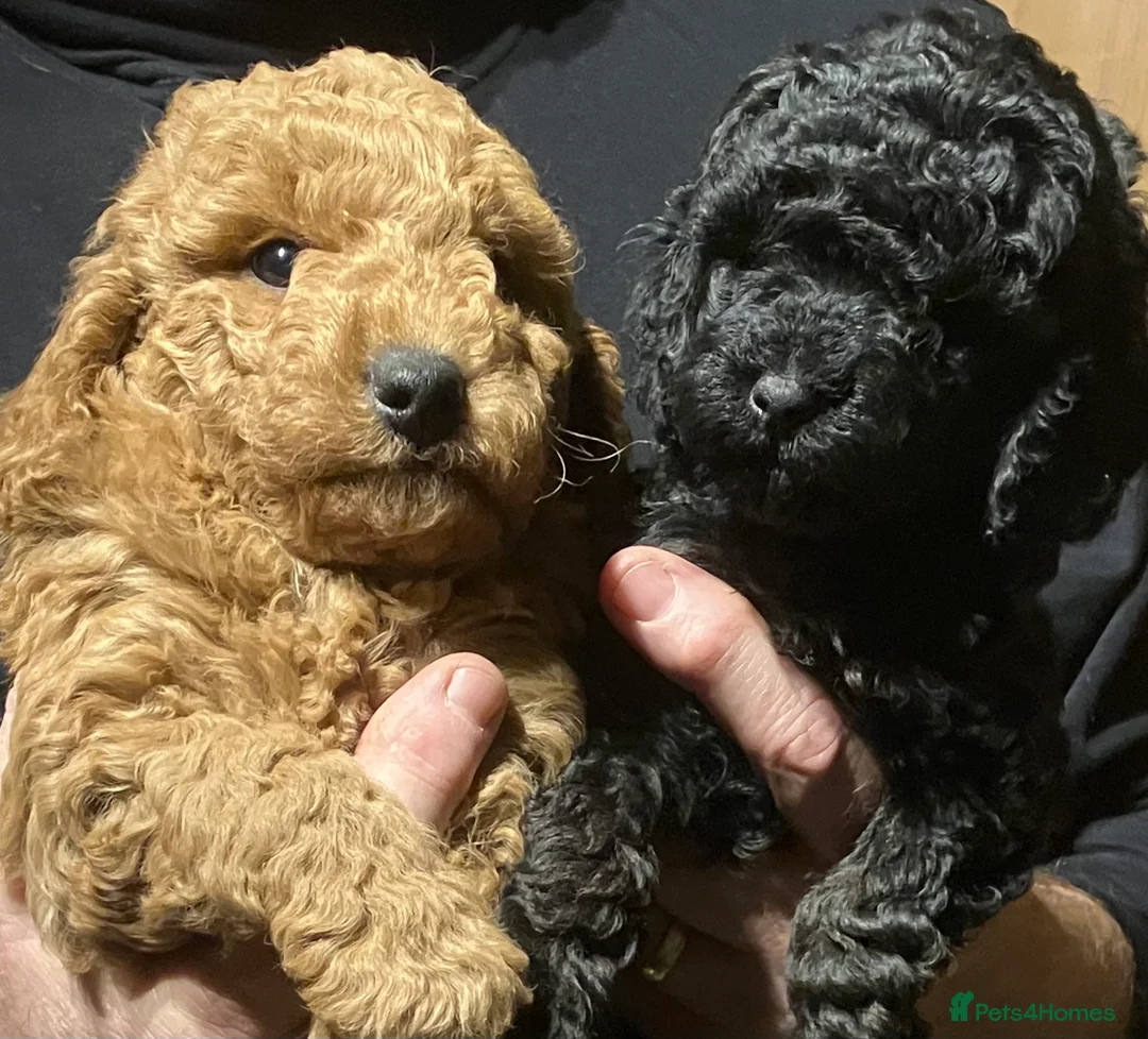 Cockapoo dogs for sale: COCKAPOO PUPPIES RED & BLACK in CAMBRIDGESHIRE  - Advert 22
