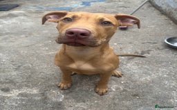 Cane Corso dogs for sale: bundle of joy for rehome  - Image 1