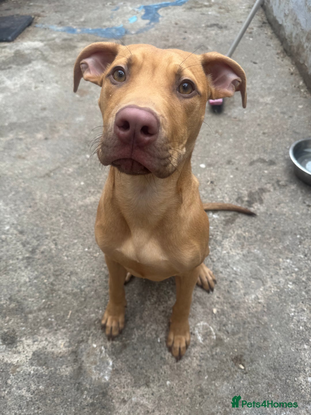 Cane Corso dogs for sale: bundle of joy for rehome  - Image 1