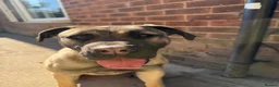 Presa Canario dogs for sale: Presa Canario Female  - Advert 3