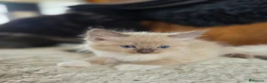 Ragdoll 3