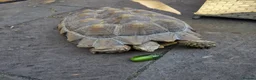 Tortoise reptiles for sale: Salcata Tortiose in Hemel Hempstead - Advert 3