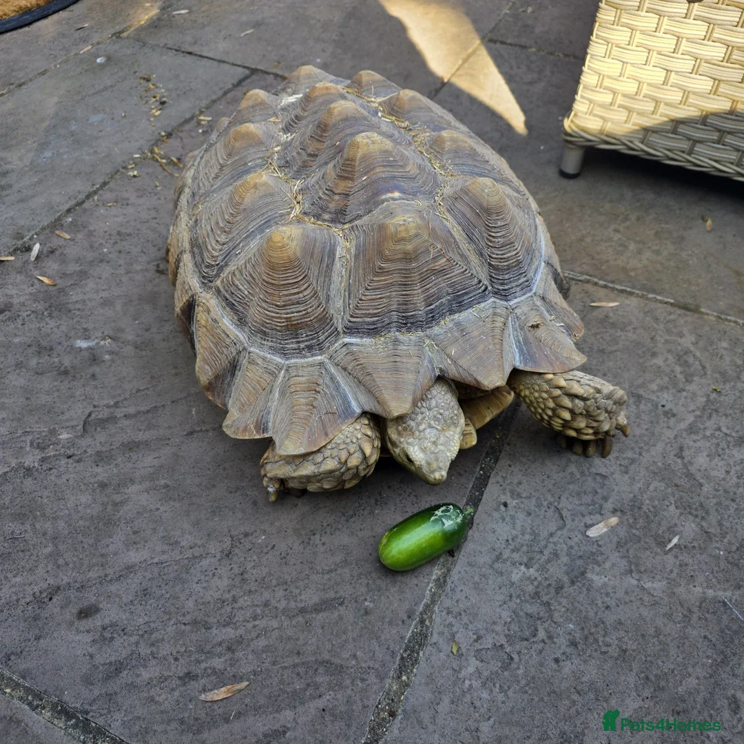 Tortoise reptiles for sale: Salcata Tortiose in Hemel Hempstead - Advert 3