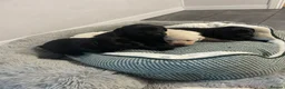 Labrador Retriever dogs for sale: Adorable Labrador puppies  - Advert 3