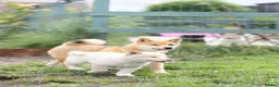 Japanese Shiba Inu dogs for sale: She’s the last the most beautiful ready to go now! - Advert 7