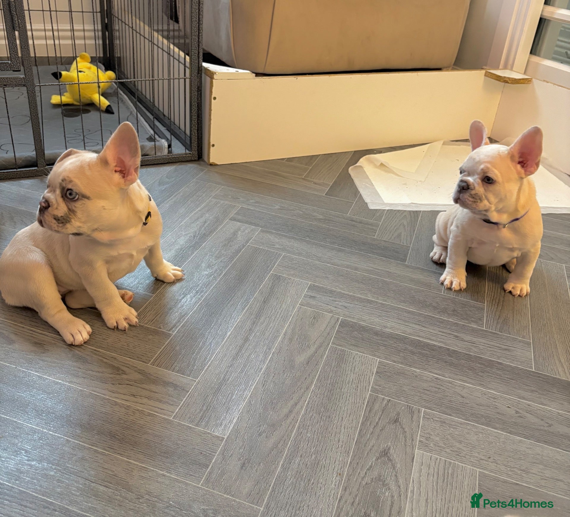 French Bulldog dogs French bulldog puppies ready for their new home  - Advert 2