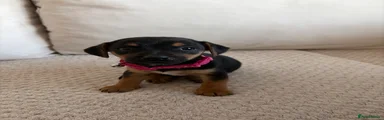 Jack Russell 5