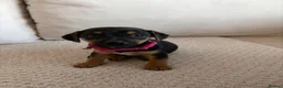 Jack Russell dogs for sale: Jack Russell puppies  - Advert 2