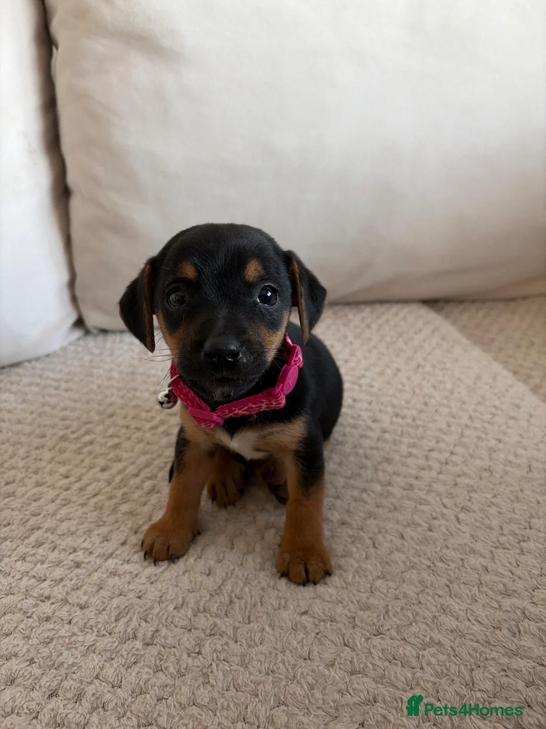 Jack Russell dogs for sale: Jack Russell puppies  - Advert 2