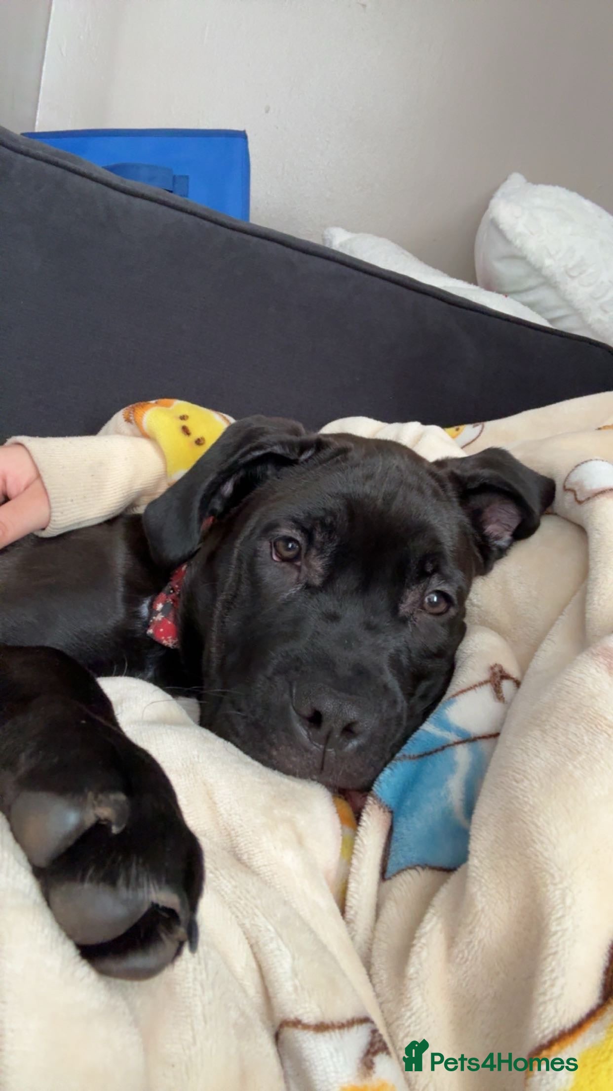 Cane Corso dogs 6 month old cane corso puppy- Cali - Advert 1