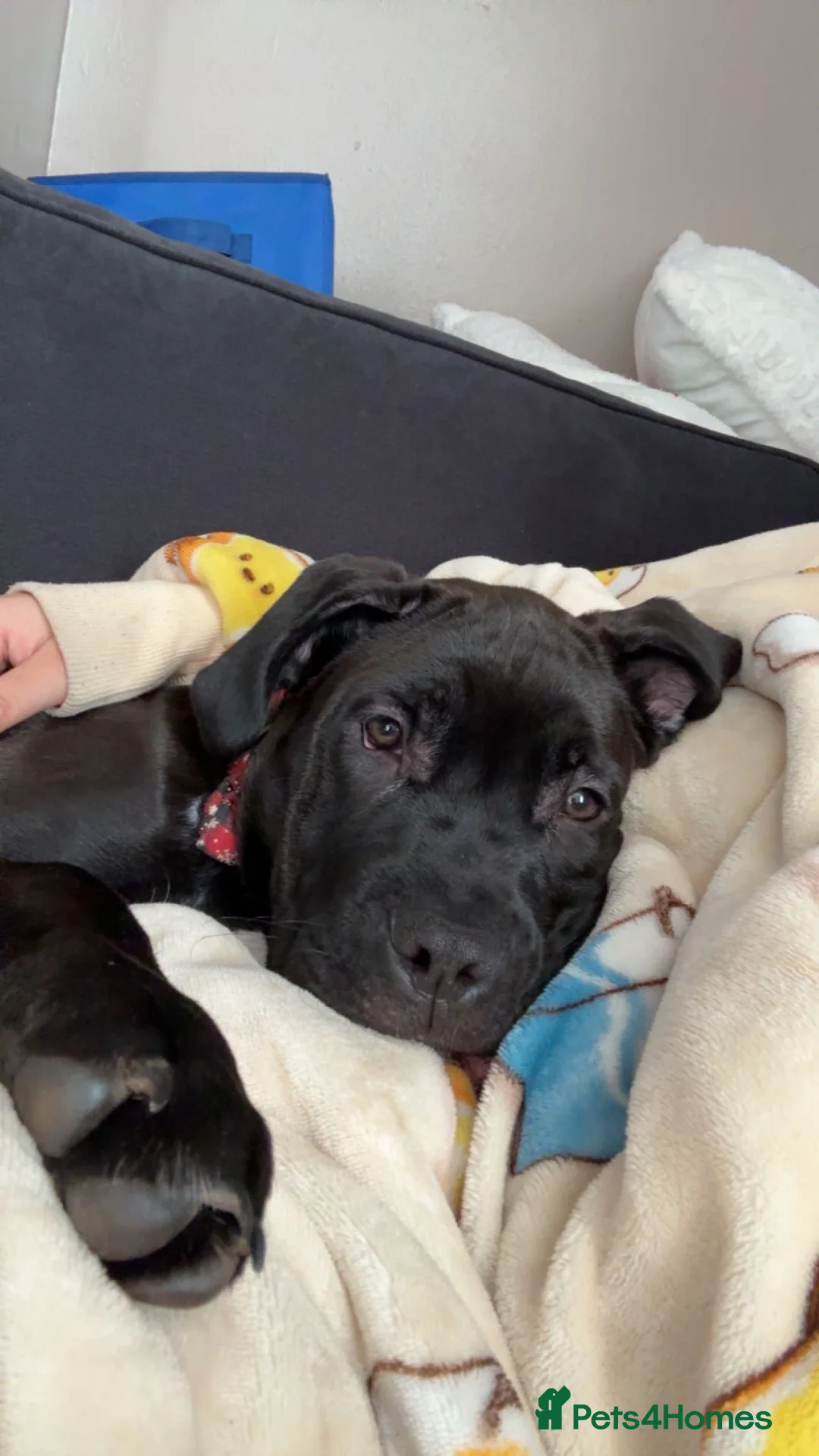 Cane Corso dogs for sale: 6 month old cane corso puppy- Cali - Advert 1