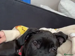 Cane Corso dogs 6 month old cane corso puppy- Cali - Advert 1