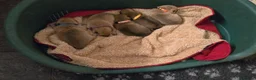 Japanese Shiba Inu dogs for sale: Stunning little Shibas - Advert 31