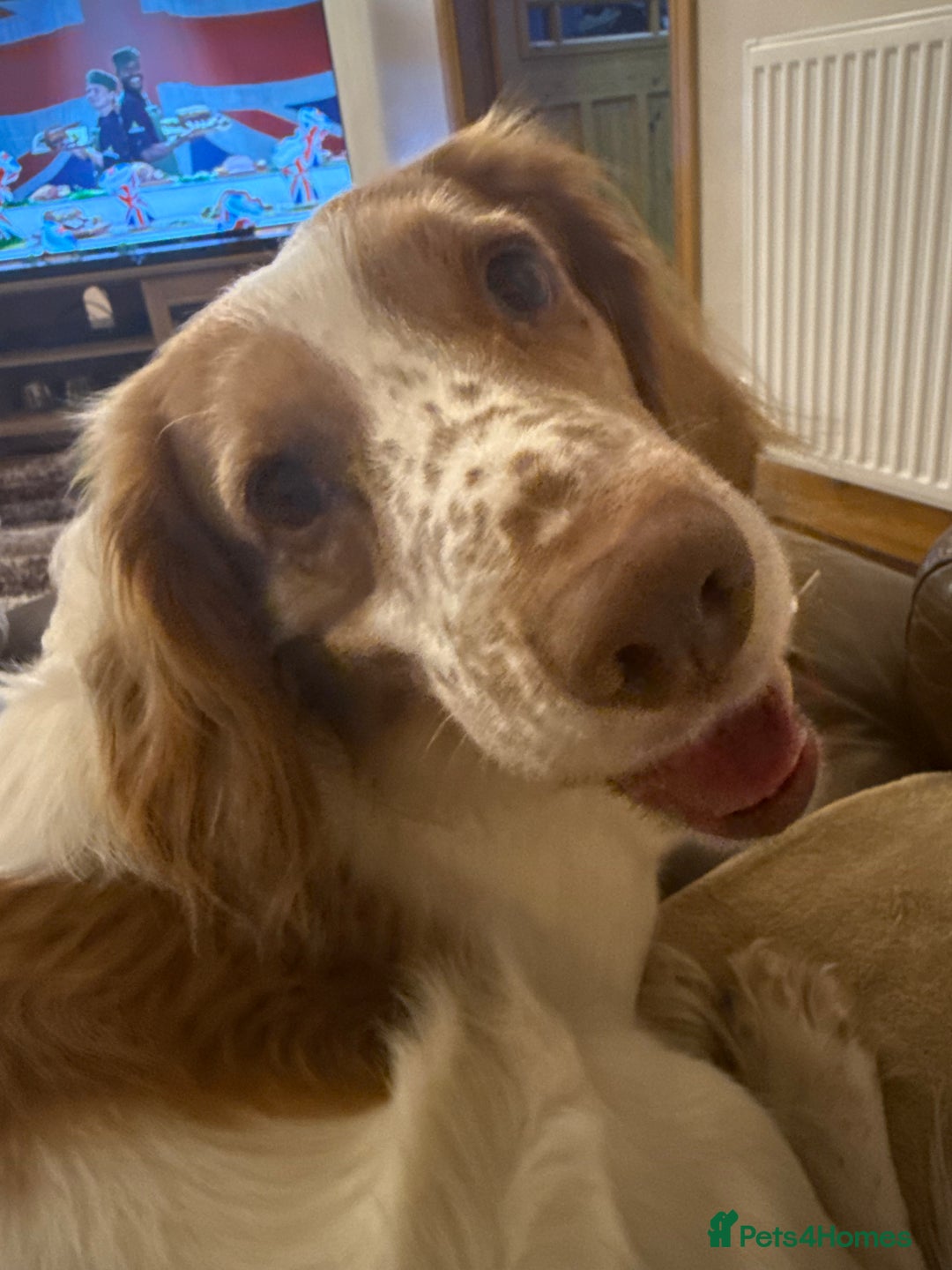 Cocker Spaniel dogs for stud: Playful Working cocker spaniel stud - Advert 2